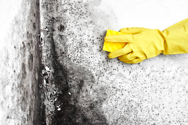 Best Black Mold Removal  in Mcgovern, PA