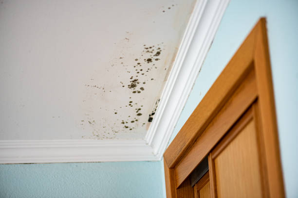 Best Toxic Mold Removal  in Mcgovern, PA