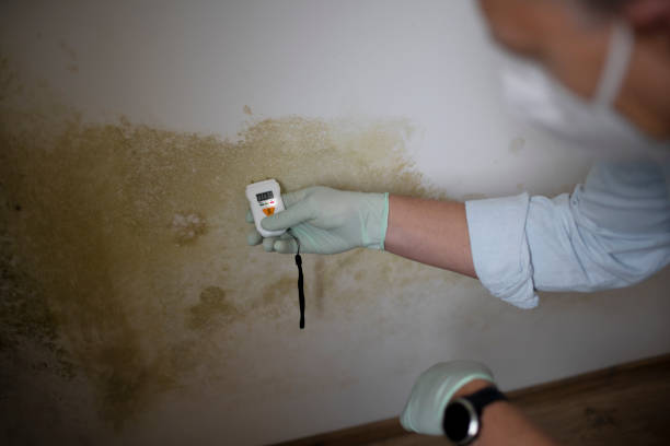 Certified Mold Removal in Mcgovern, PA