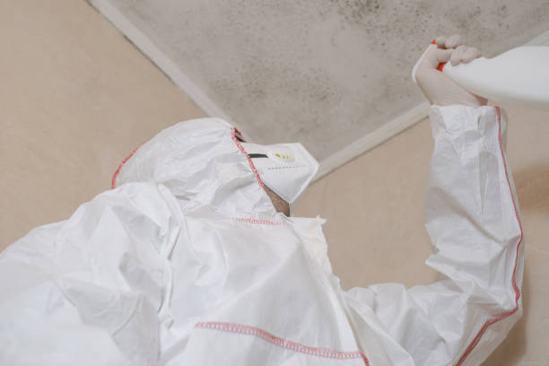 Mold Removal Process in Mcgovern, PA