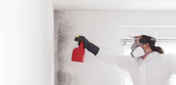 Best Black Mold Removal  in Mcgovern, PA
