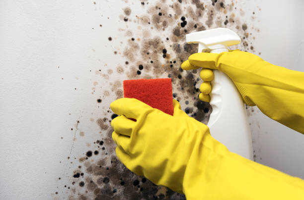 Best Fast Mold Removal  in Mcgovern, PA