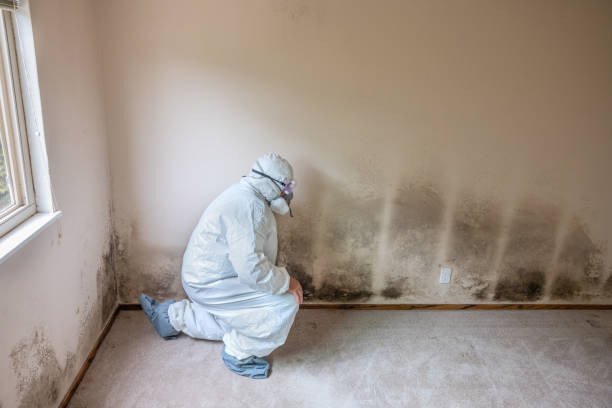 Mold Removal and Inspection in Mcgovern, PA