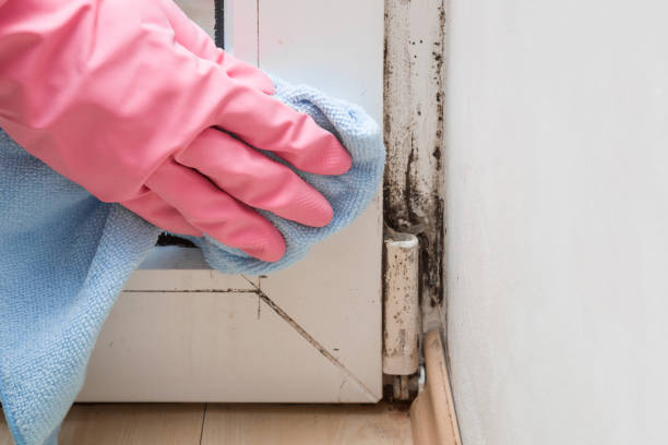 Best Mold Removal Process  in Mcgovern, PA