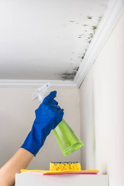 Best Affordable Mold Removal  in Mcgovern, PA